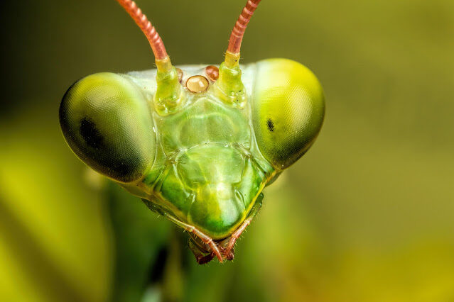 mantis