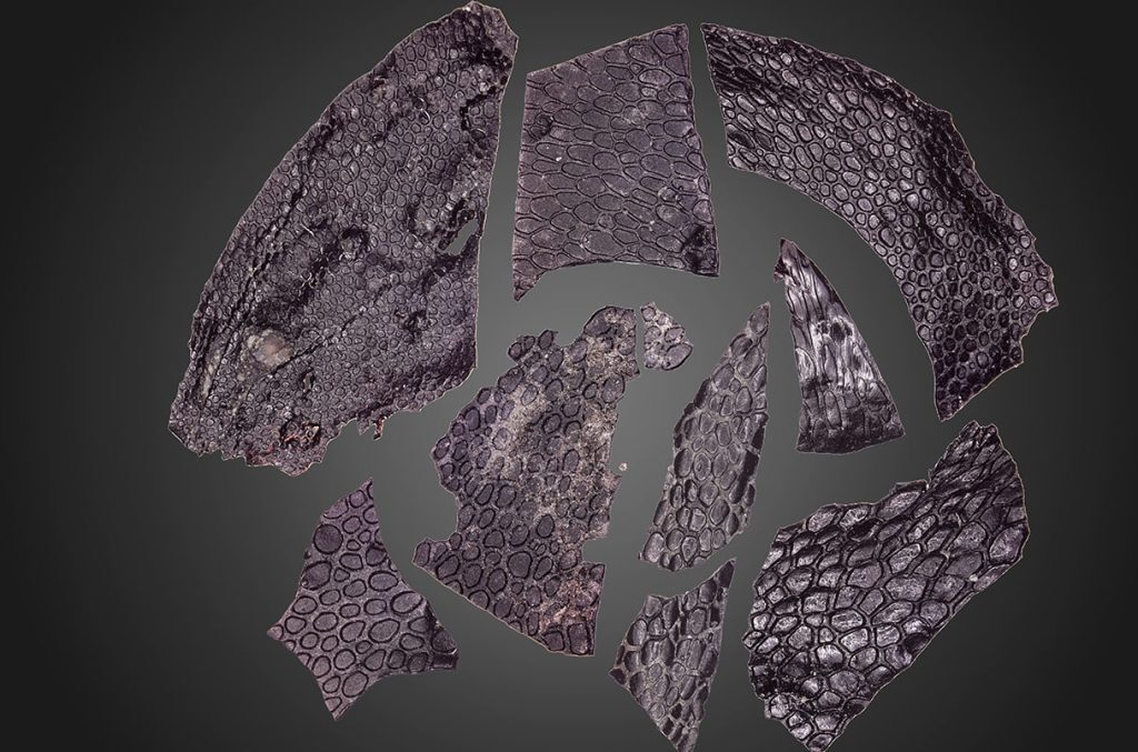 fossilized reptile skin