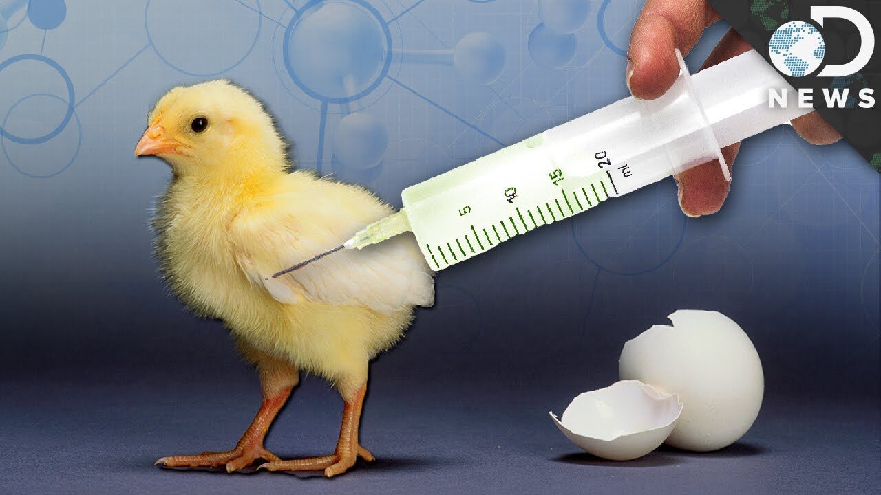 GMO Chicken
