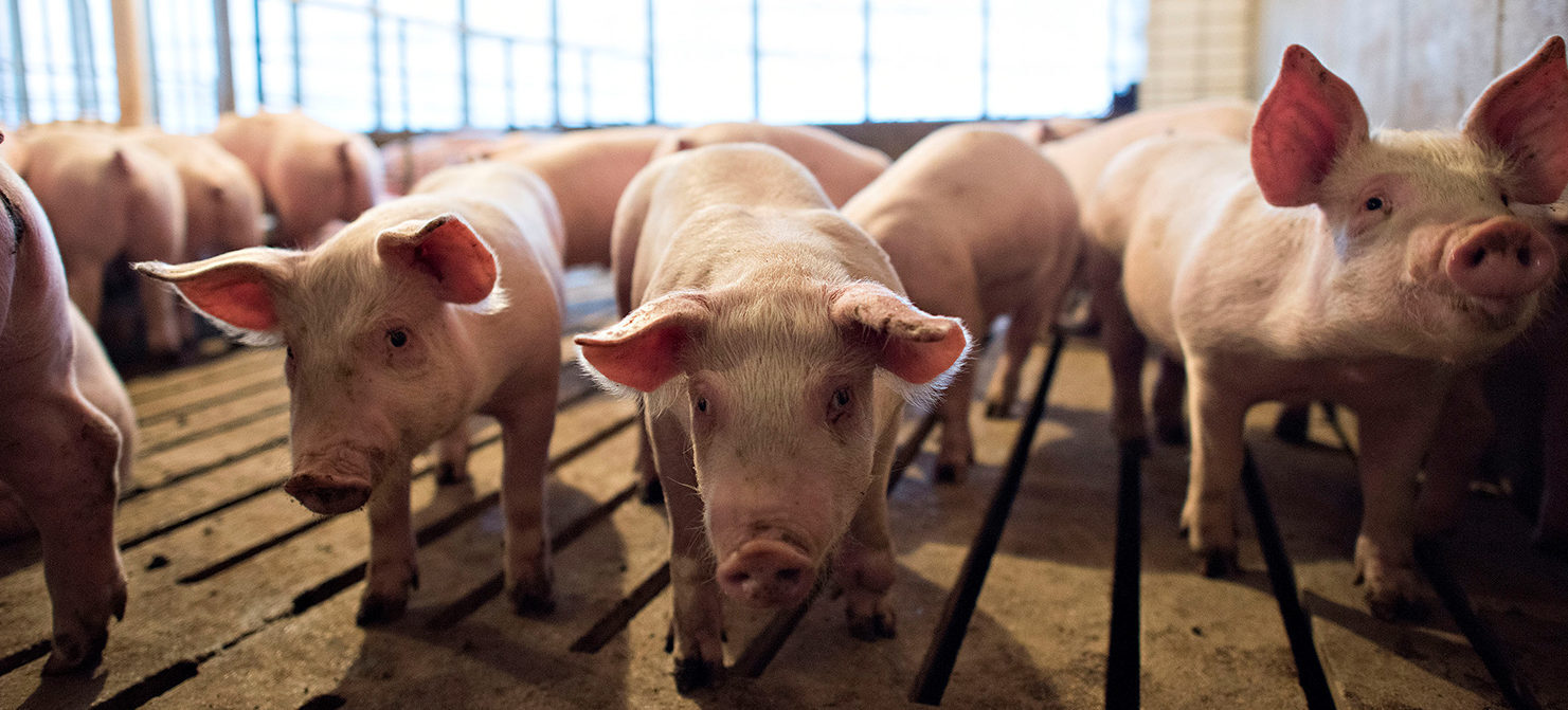 Click to enlarge GalSafe GMO pigs