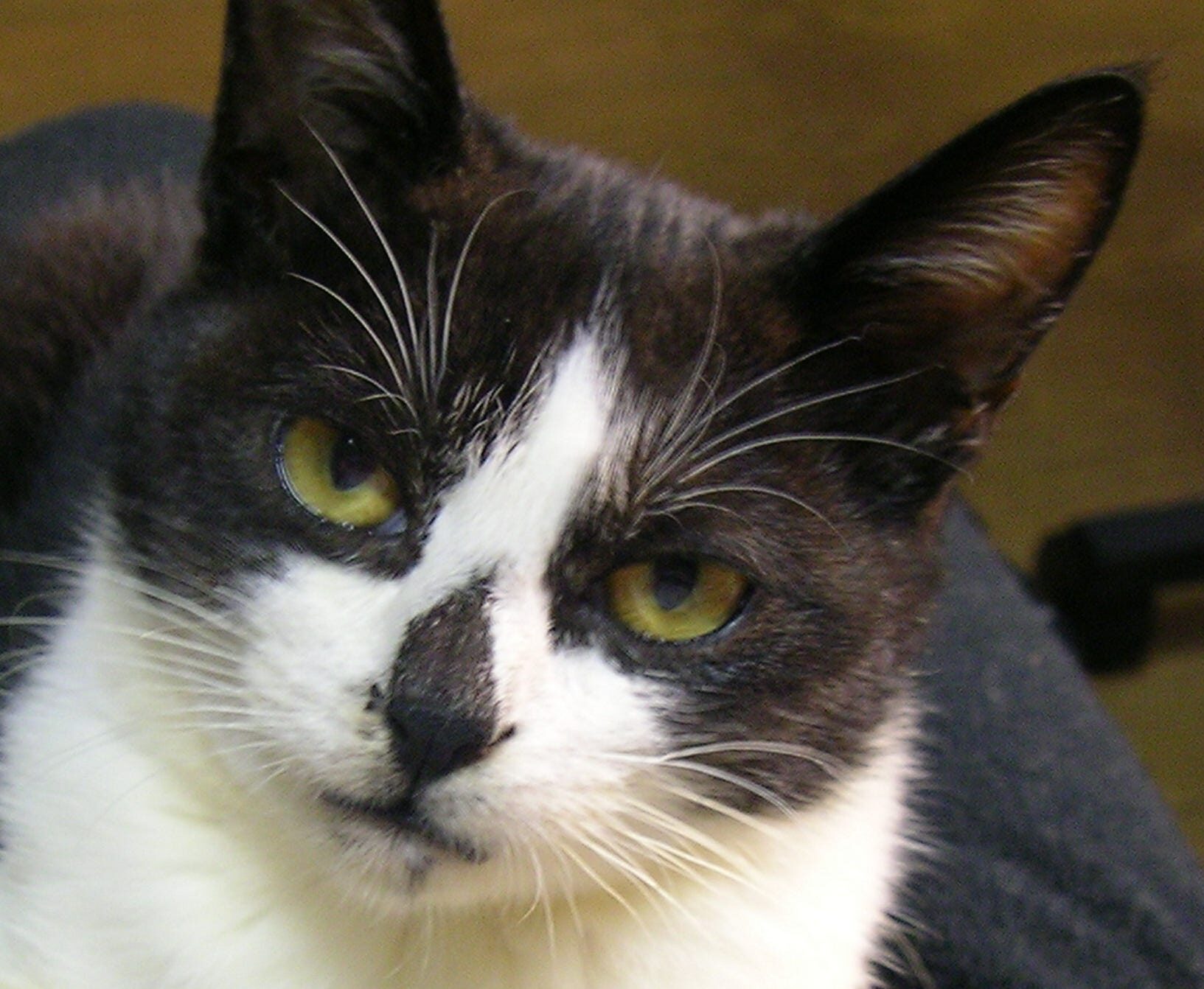 Click to enlarge Jet the Cat