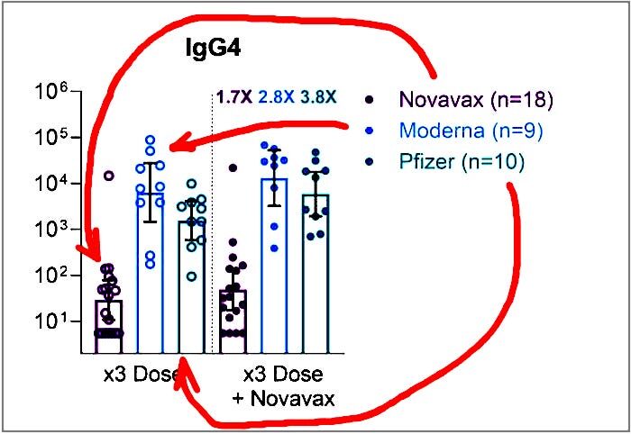 IgG4 circle