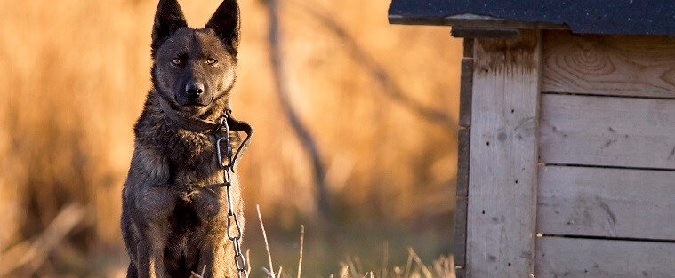 Davos, trust, and the end of "comfortable wolves"