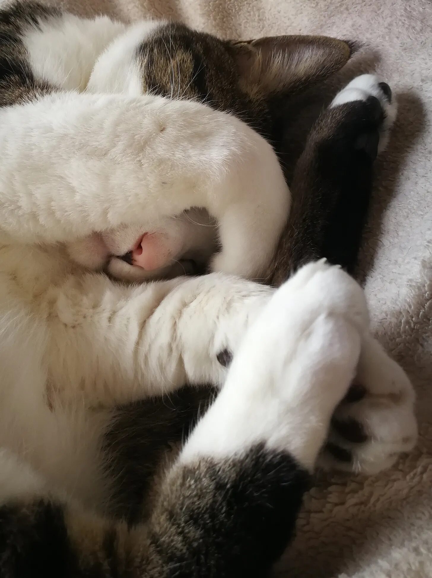Click to enlarge Ichi the Cat