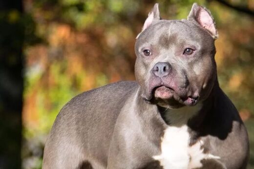 XL bully