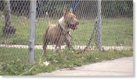 PIT BULL