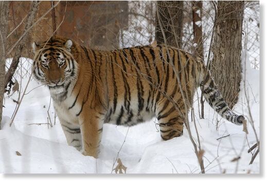 Lutiy, an endangered Amur tiger, roams in his cage at the Wild Animals Rehabilitation Center at the Sikhote-Alin Nature Monument, Russia on Monday, December 5, 2005