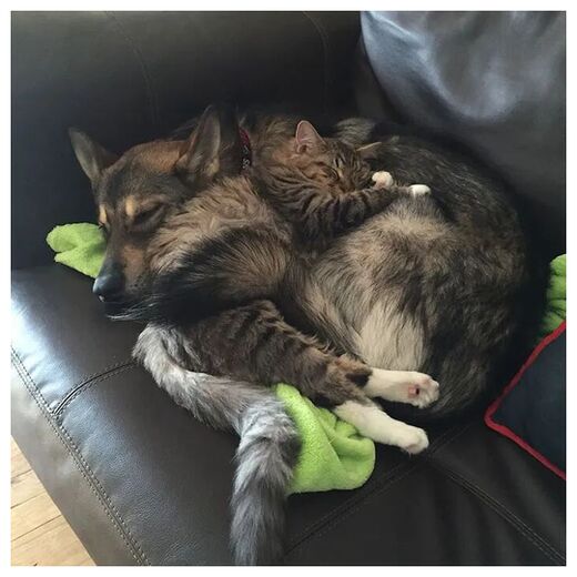 Click to enlarge Dog & Cat Buddies