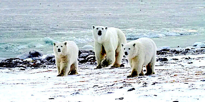 3bears
