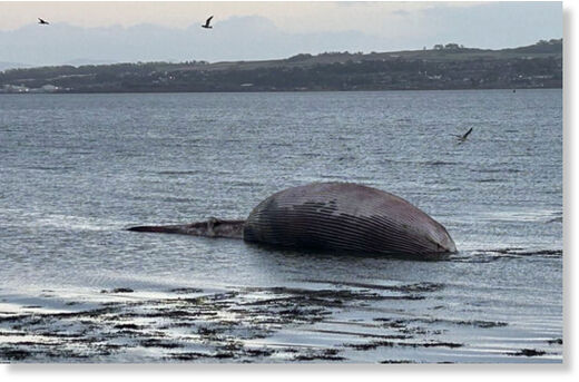 An onlooker captured the washed up mammal on the shoreline.