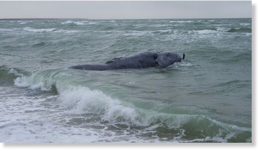 Deceased female North Atlantic right whale.