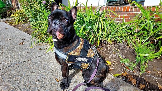Click to enlarge French bulldog