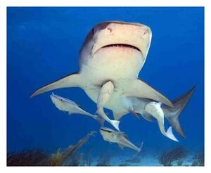 Click to enlarge Shark and Remora Fish