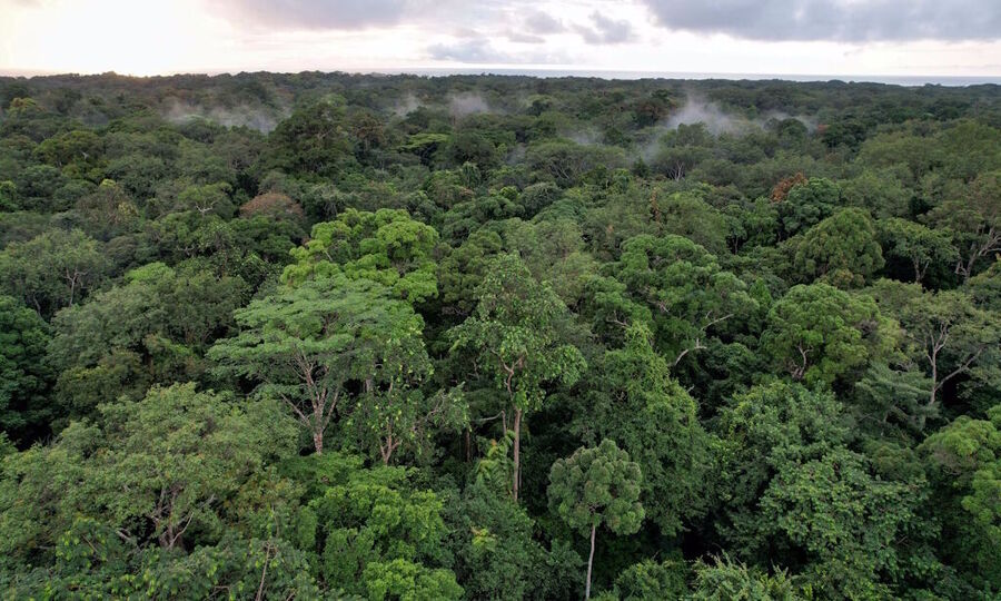 lush forest green plants carbon dioxide