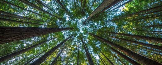 forest crown