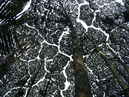 crown shyness