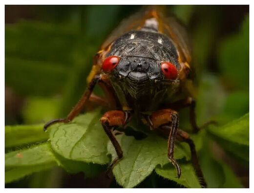 Cicada