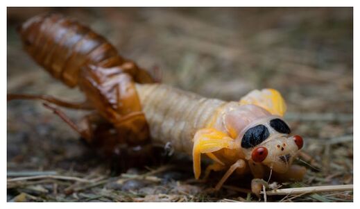 New Adult Cicada