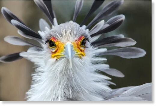 Secretarybird numbers have fallen by 80 per cent over a period of 30 years.
