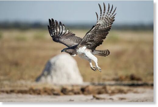 Click to enlarge The research was carried out in a number of African countries, including Botswana, where martial eagle populations are falling.