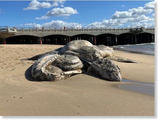 A 30-foot dead gray whale was spotted off Huntington Beach on Thursday, Feb. 8, 2024, likely washed ashore by the storms.