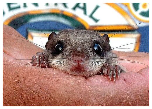 Click to enlarge Baby squirrel