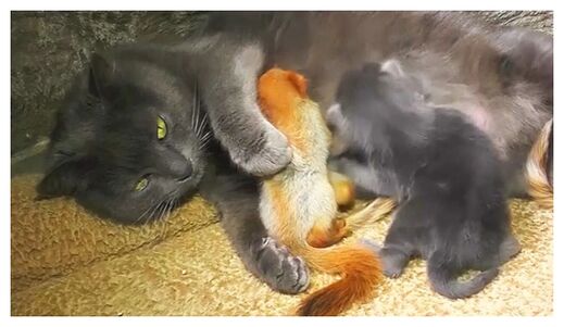 Click to enlarge Surrogate Mother
