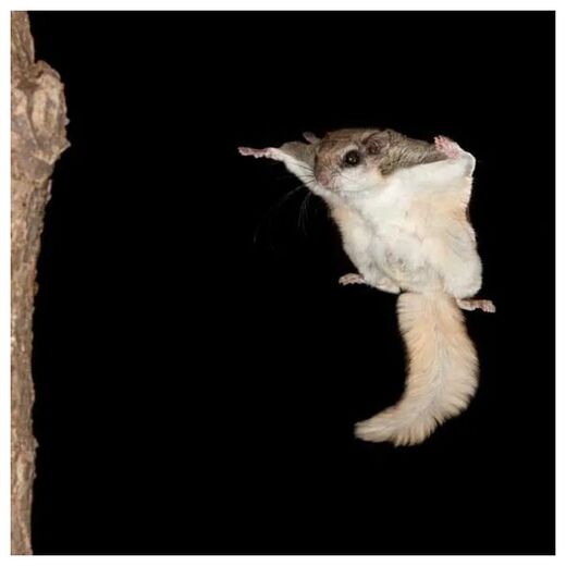 Click to enlarge Flying Squirrel