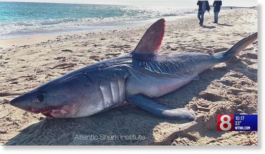 Click to enlarge A large porbeagle shark was found dead on a beach in Watch Hill, Rhode Island, on Wednesday, Feb. 7, 2024.
