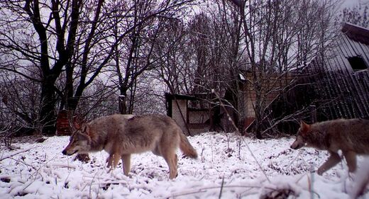 chernobyl wolves
