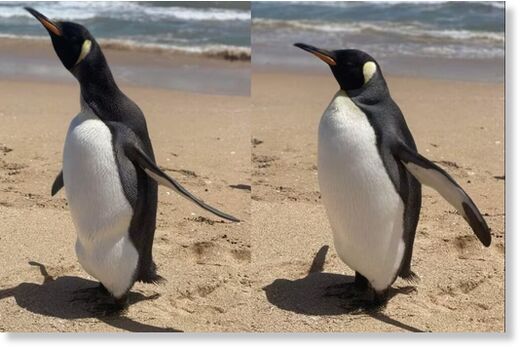 Phone photos were taken of the King Penguin