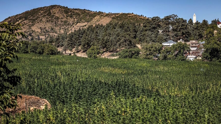 morocco marijuana fields