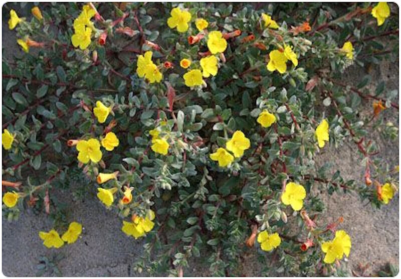 beach suncup flower plant hearing