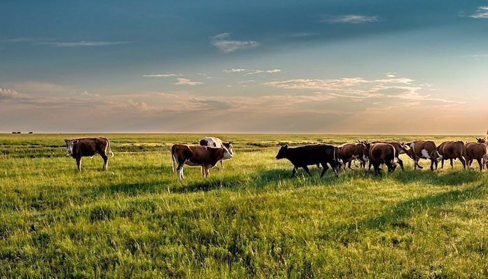 pasture