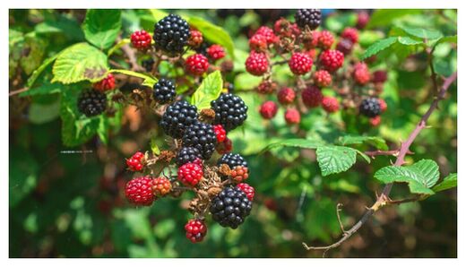 blackerry brambles