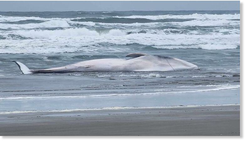 Whale washes up onto Sunset Beach in Warrenton