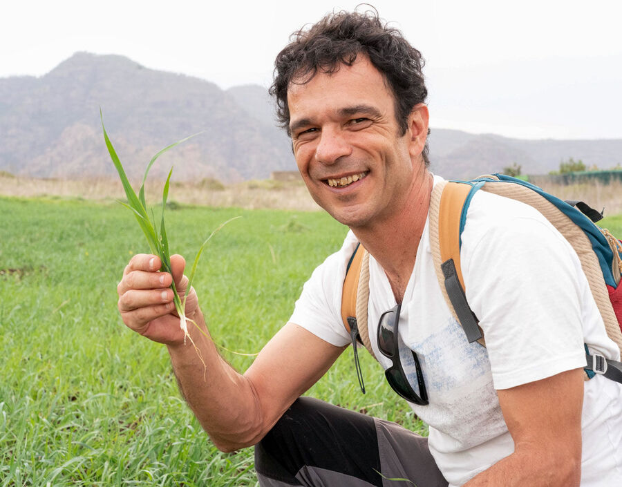 Click to enlarge canary islands ancient barley plants