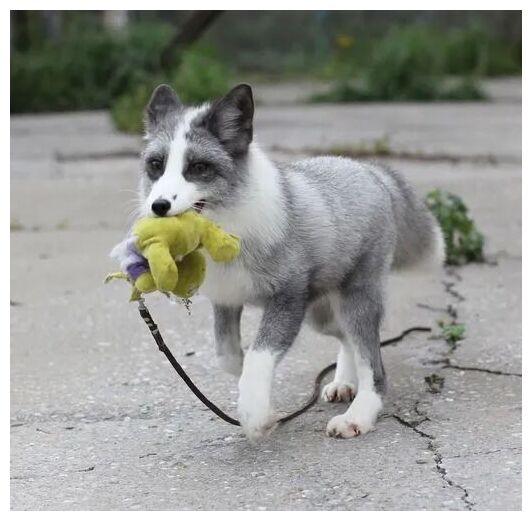 Click to enlarge Autistic Fox