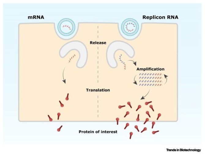 Replicon RNA