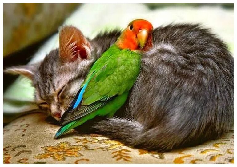 Click to enlarge Cat and Parrot