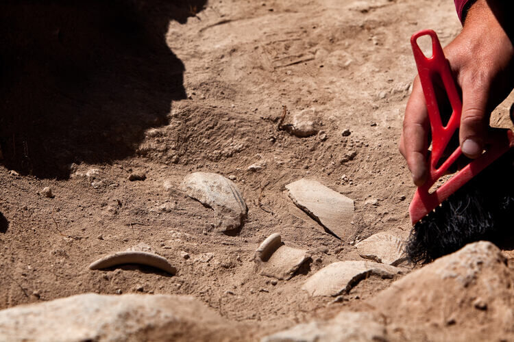 Archaeologist