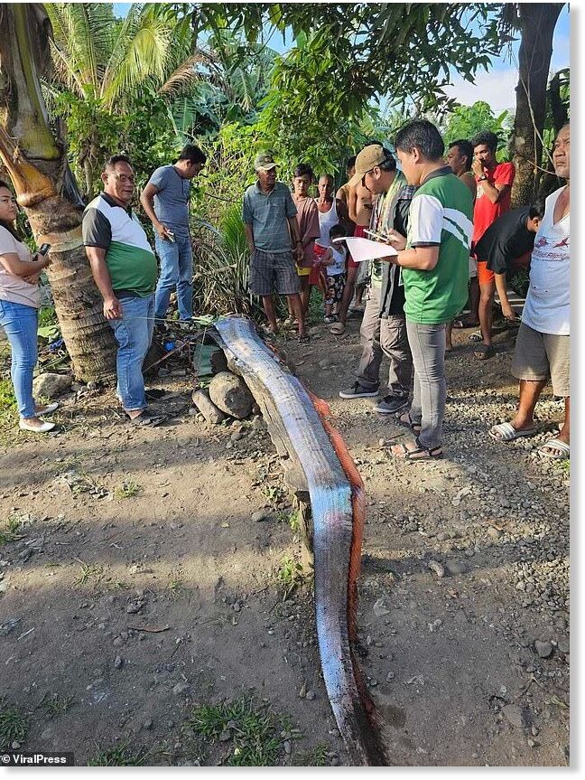 A rare 12.5 foot oarfish which was discovered bloody and disfigured on the shore in Leyte province, Philippines