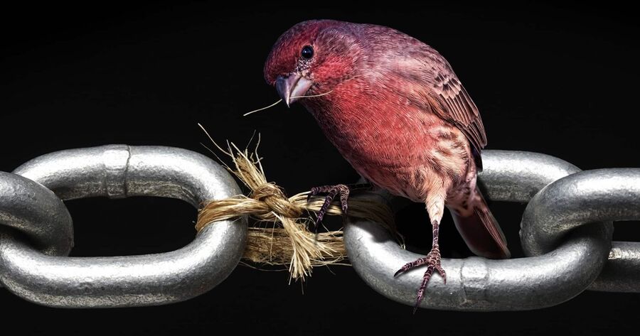 bird finch missing link chain graphic weak