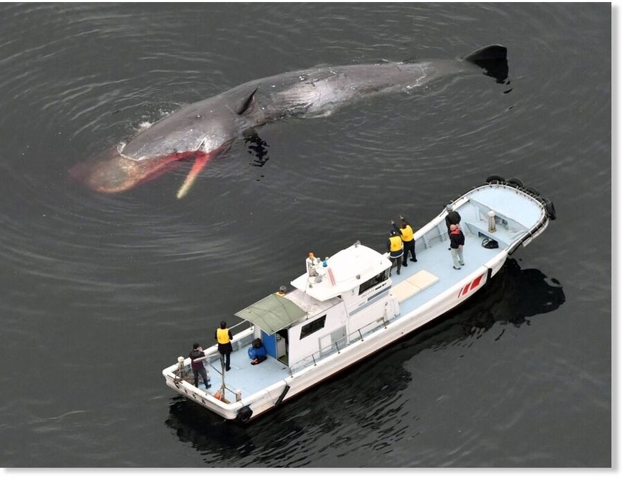 A whale confirmed dead in Osaka Bay in Sakai, Osaka Prefecture, on Monday | KYODO