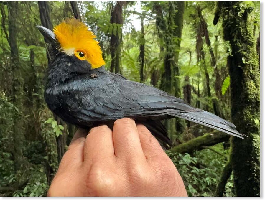 The first-ever photograph of the yellow-crested helmetshrike