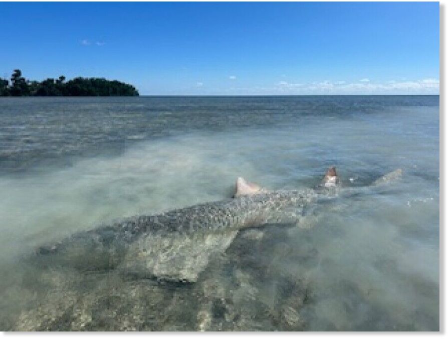 Click to enlarge Paddle boarder Joyce Milelli came across this sick sawfish .