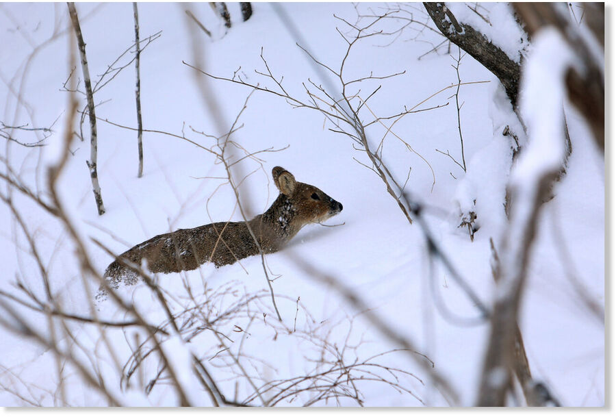 Click to enlarge A water deer is stuck in the snow