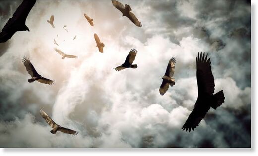 Click to enlarge carrion