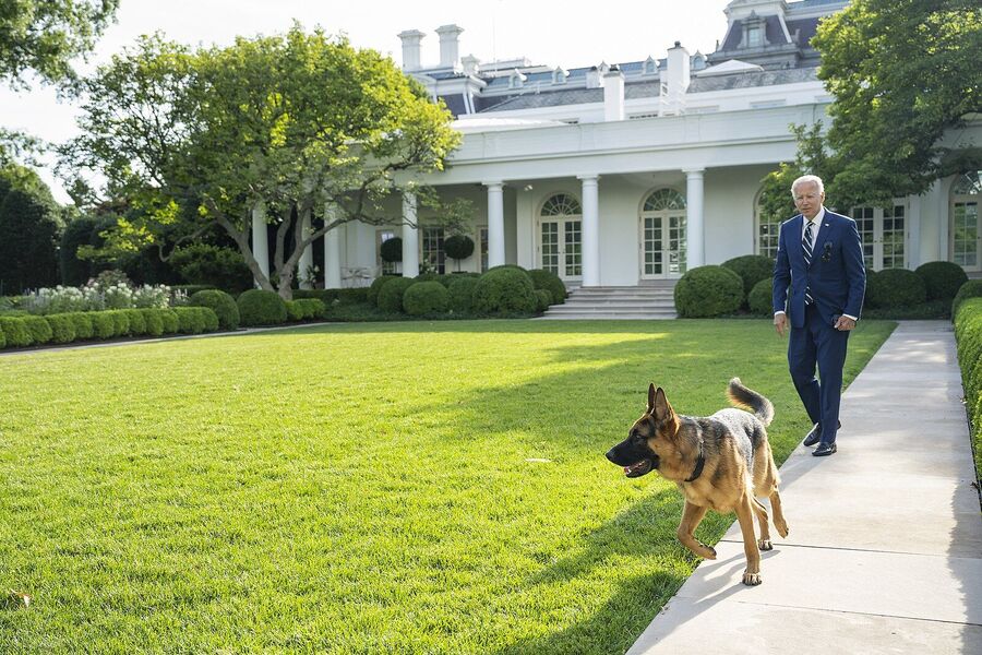 Click to enlarge joe biden dog attacks secret service