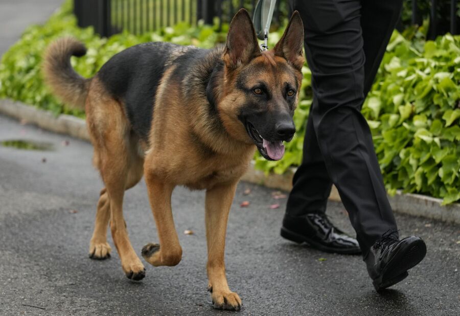 Click to enlarge dog biden commander attack